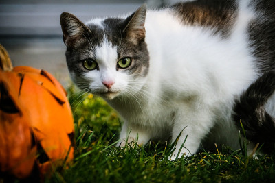 猫在草地旁边的南瓜