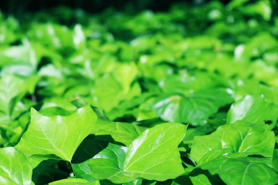 植物的叶子充满了新鲜的绿色植物