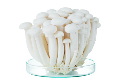 白色背景上的新鲜的白色Shimeji蘑菇。