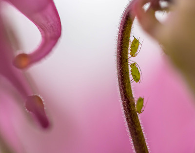 蚜虫吃粉红色的花，特大号