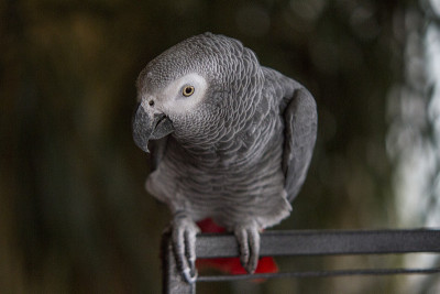 Grey parrot sitting on his cage