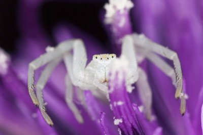 黄花蟹蛛，Misumena Vatia，特写