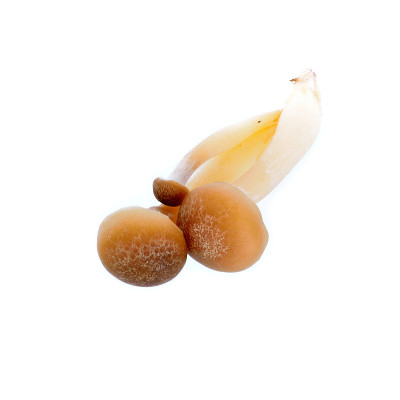 棕色山毛榉蘑菇，石鸡蘑菇，食用菌孤立在白色背景上