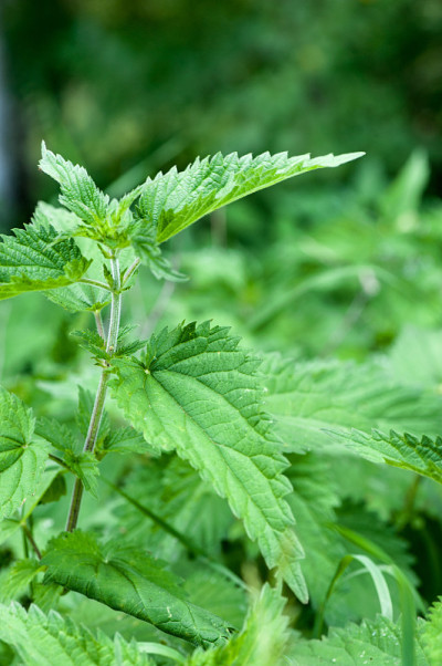 医疗荨麻