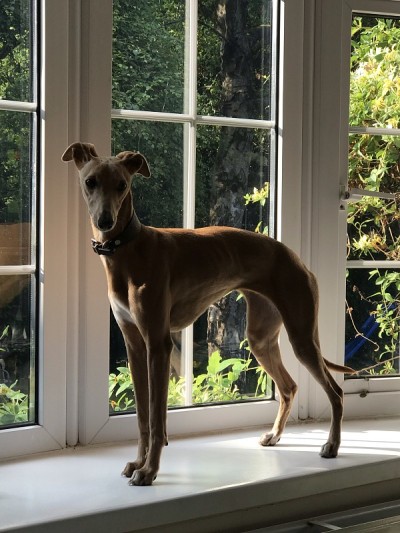 蓝色的小鹿的惠比特犬