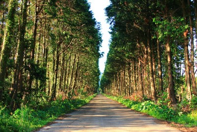 济州岛乡村景观，雪松路，