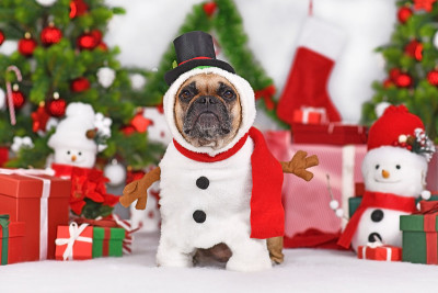 搞笑的法国斗牛犬狗穿着雪人圣诞服装