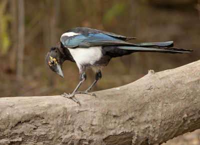 欧洲喜鹊，或普通喜鹊(异食癖)