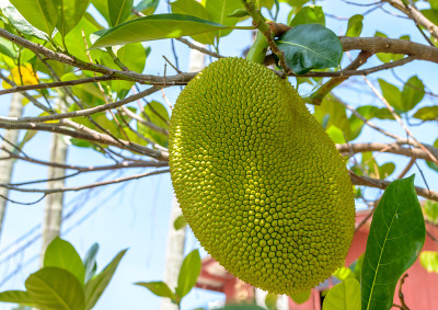 上菠萝蜜树