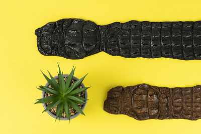 Crocodile leather belts on yellow background. Mini
