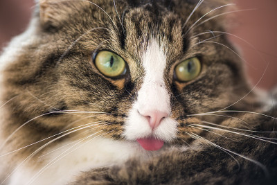 猫露出舌头