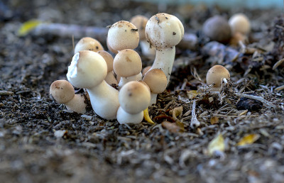 大自然中美丽的野生蘑菇