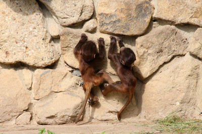 Gelada