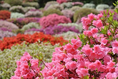 佐贺公园里的杜鹃花