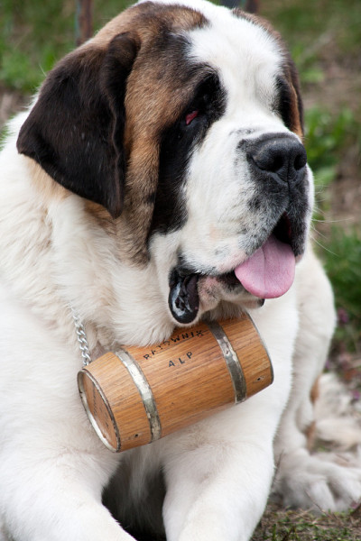 高山圣伯纳犬