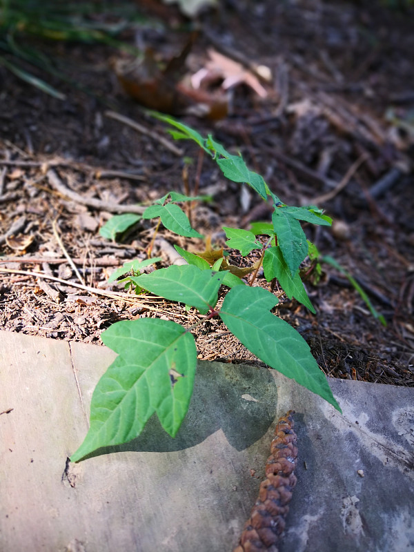 毒葛植物