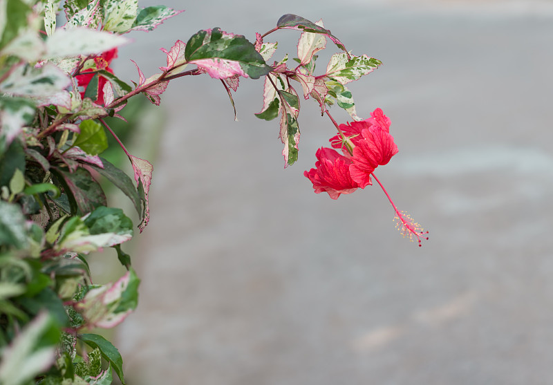 红色的芙蓉