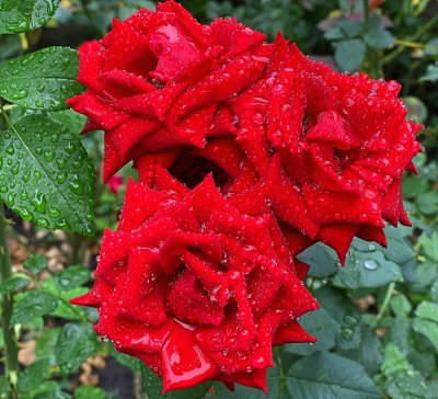 红玫瑰，黑巴卡拉，夏雨后花瓣湿润。