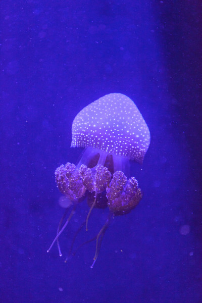 澳洲花斑水母