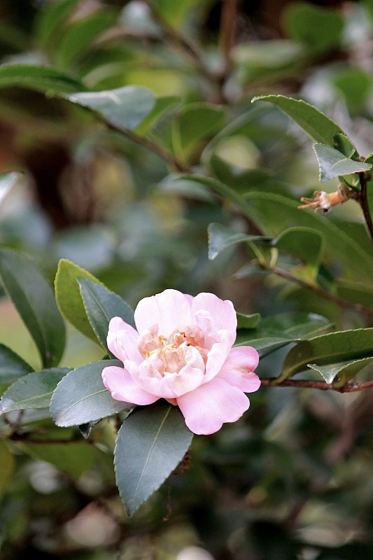 粉红色山茶花