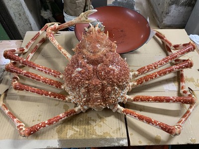 蜘蛛蟹