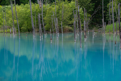 初夏碧池碧水