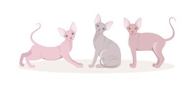 一群斯芬克斯猫