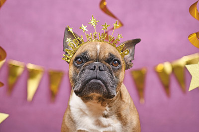 法国斗牛犬新年前夜戴着发带，发带上写着“新年快乐”