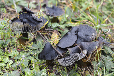黑蜡帽(Hygrocybe conica)是一种不可食用蘑菇