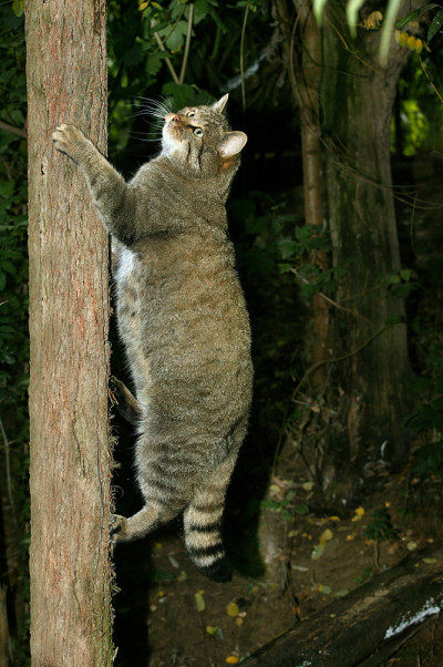 欧洲野猫，成体攀缘树干