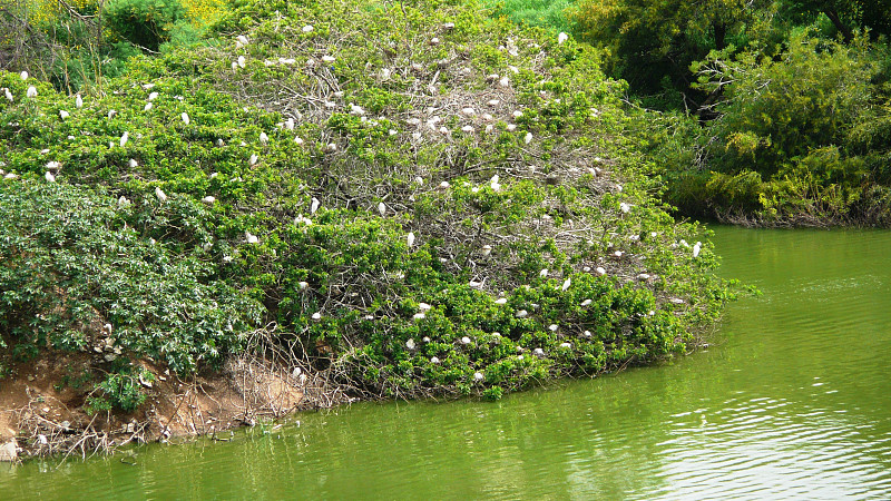 JARDIN - LAC FIRDAWS MAROC -卡萨布兰卡