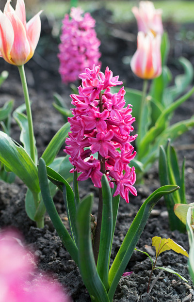 粉色玫瑰风信子花，风信子或风信子花