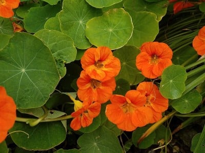 旱金莲属植物，花橙黄色，叶绿色