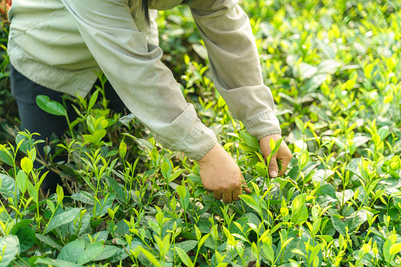 茶园里有越南妇女在清晨采摘茶叶和嫩芽