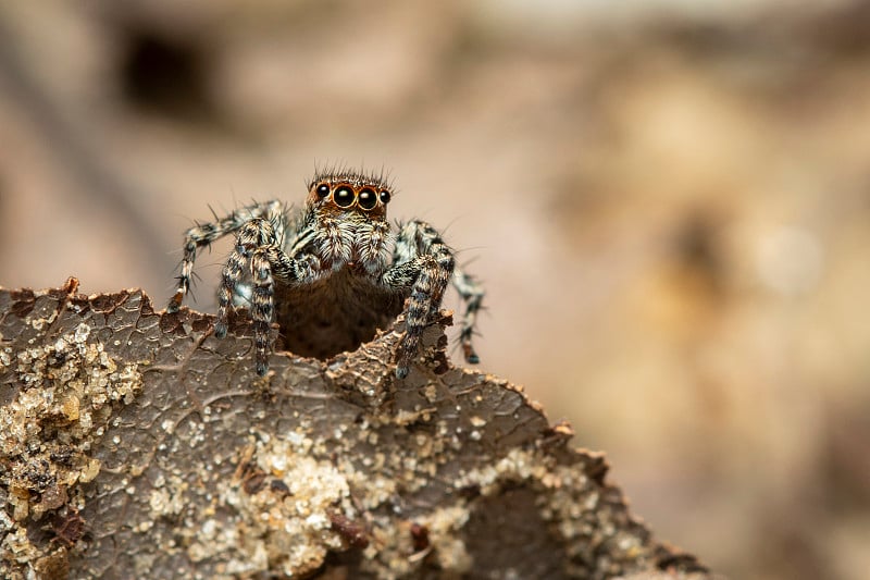 跳蛛(Salticidae)在自然背景上的图像。、昆虫。的动物。