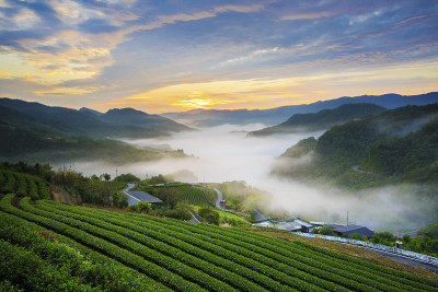 新台北，平林茶园