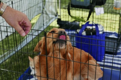 板条箱里的金毛寻回犬，等待收养