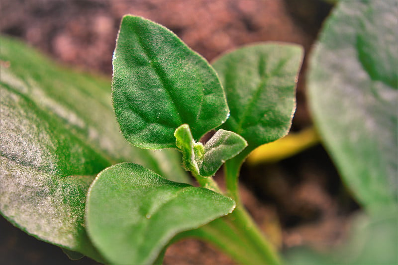 菜园子中的四角草新芽