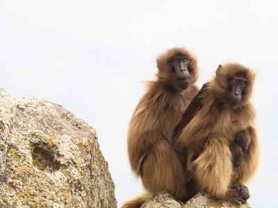 埃塞俄比亚塞米恩山脉，两只杰拉达猴子(Theropithecus Gelada)坐在山顶上，彼此抱在