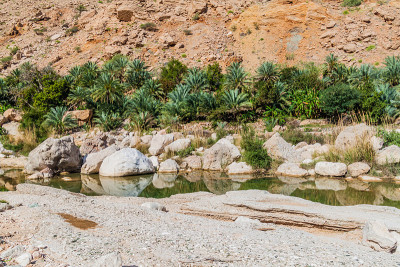 在Wadi Tiwi山谷的棕榈树，Om