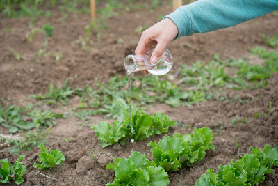 手拿试管和沙拉植物。肥料中