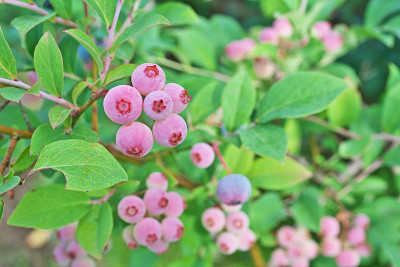 蓝莓