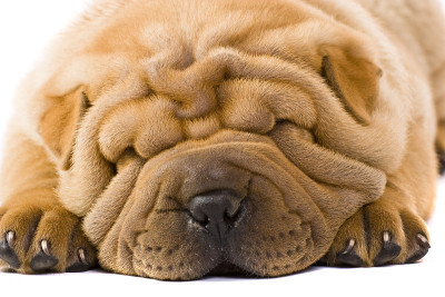 sharpei狗