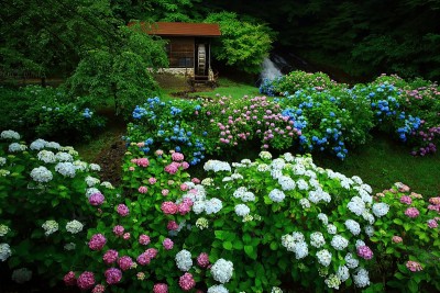 岩手县北上市绣球花和水磨