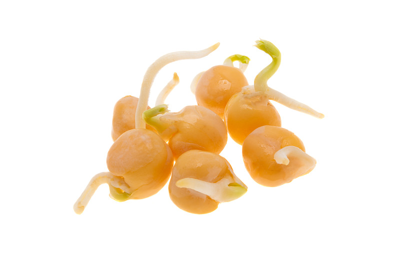 发芽的豆子孤立