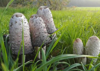 Coprinus comatus，蓬松的墨笔帽，律师的假发，或者蓬松的鬃毛
