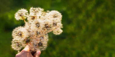 手里捧着一束蒲公英。一个概念性的夏季横幅。