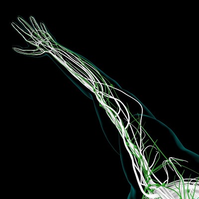 人体淋巴结解剖用于医学概念3D渲染