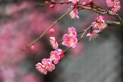 梅花盛开的特写