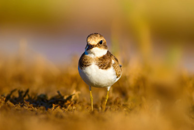 可爱的小水鸟。自然背景。常见的水鸟:肯特鸻。Charadrius alexandrinus。